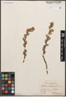 Foto von Salix cinerea L.